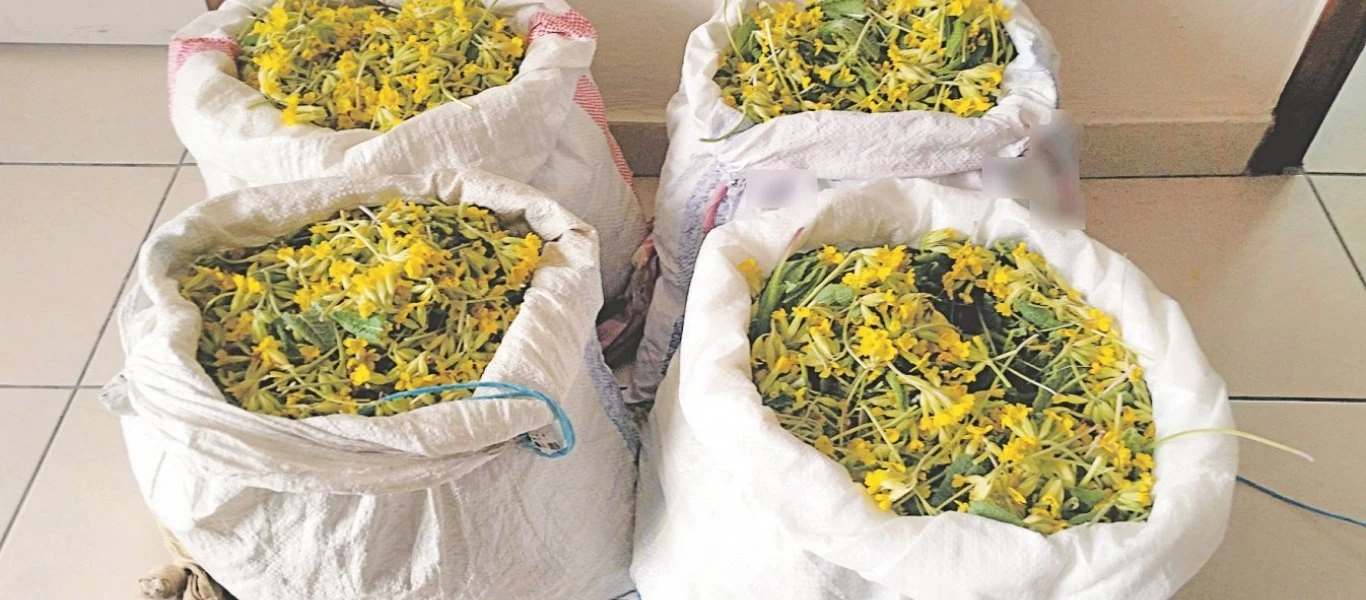 Αλβανοί πιάστηκαν επ' αυτοφώρω να συλλέγουν ποσότητες από το «λουλούδι του Δαρβίνου» - Σχηματίστηκε δικογραφία